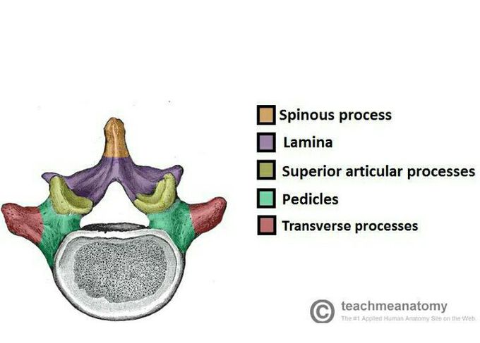 Vertebrae