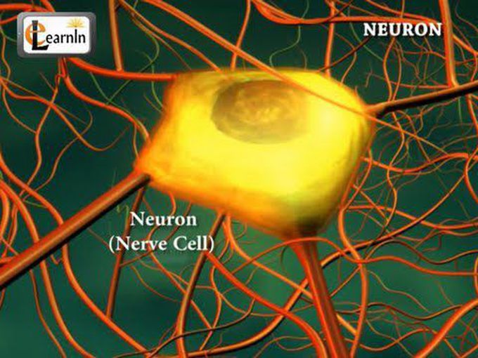 The Neuron-3D video