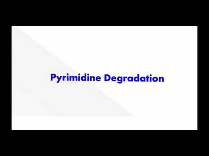 Degradation of pyrimidine