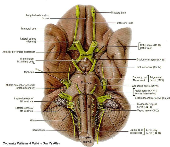Inferior view of the brain