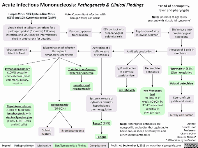 Acute infectious Mononucleosis