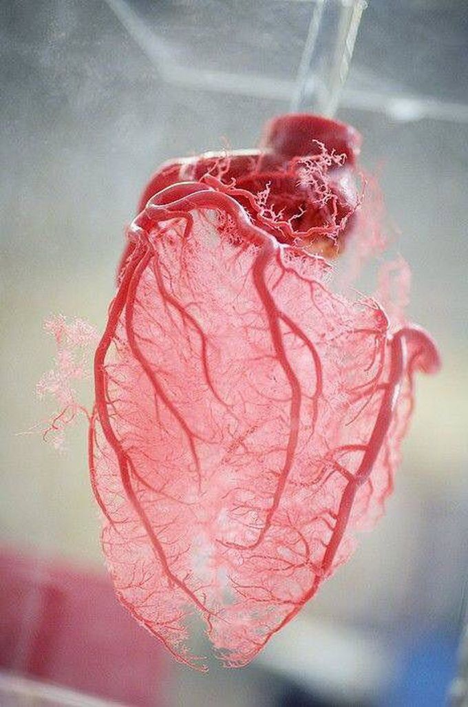 Amazing coronary circulation