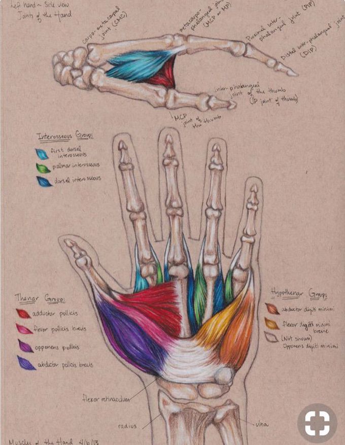 Hand diagram