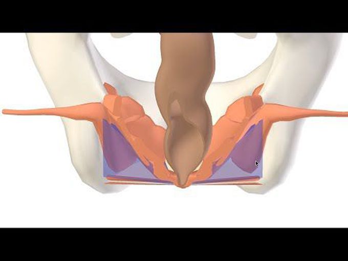Orientation of the Ischiorectal Fossa