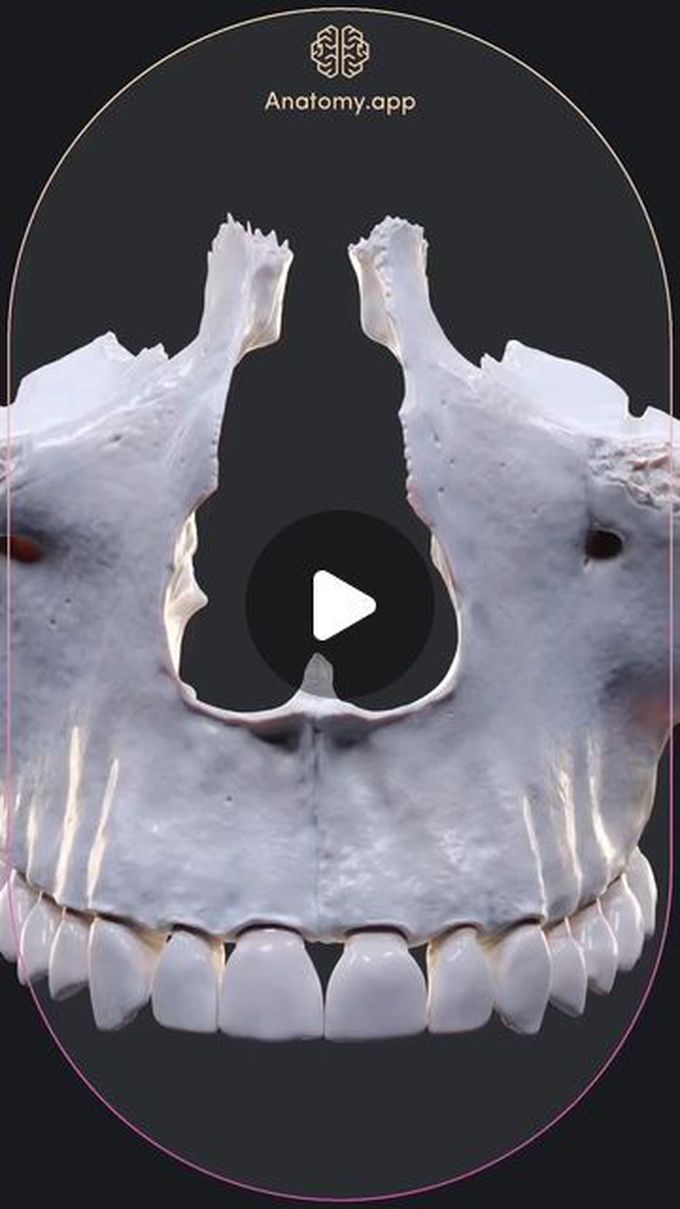 Bones forming maxilla
