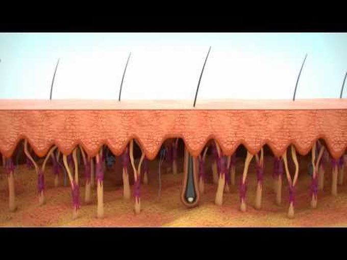 Collagen and aging