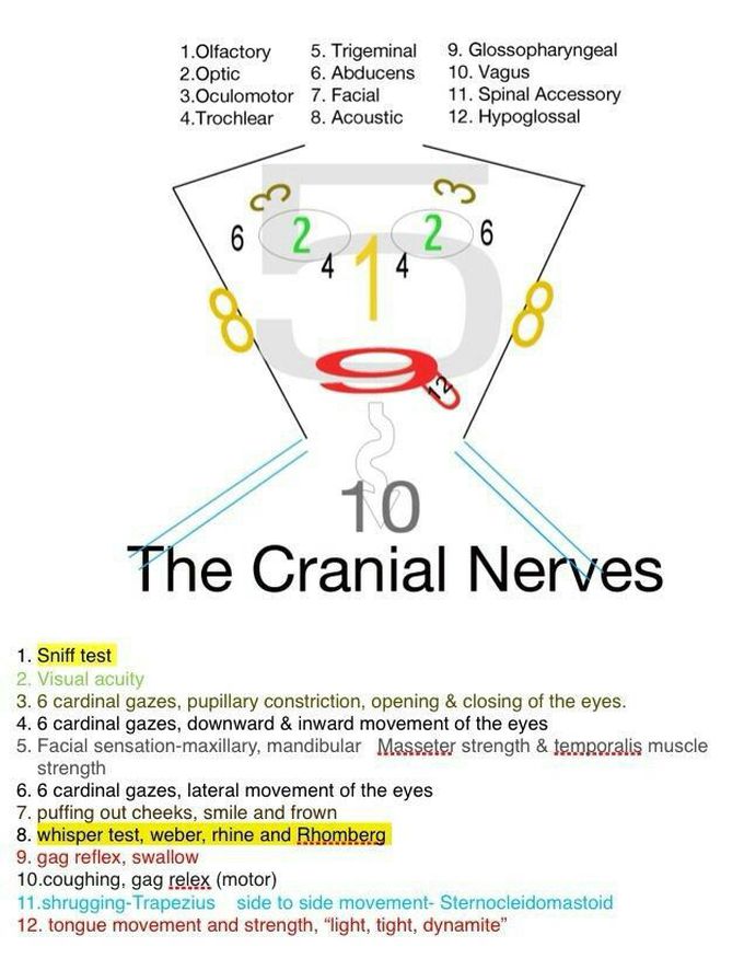 Cranial nerves