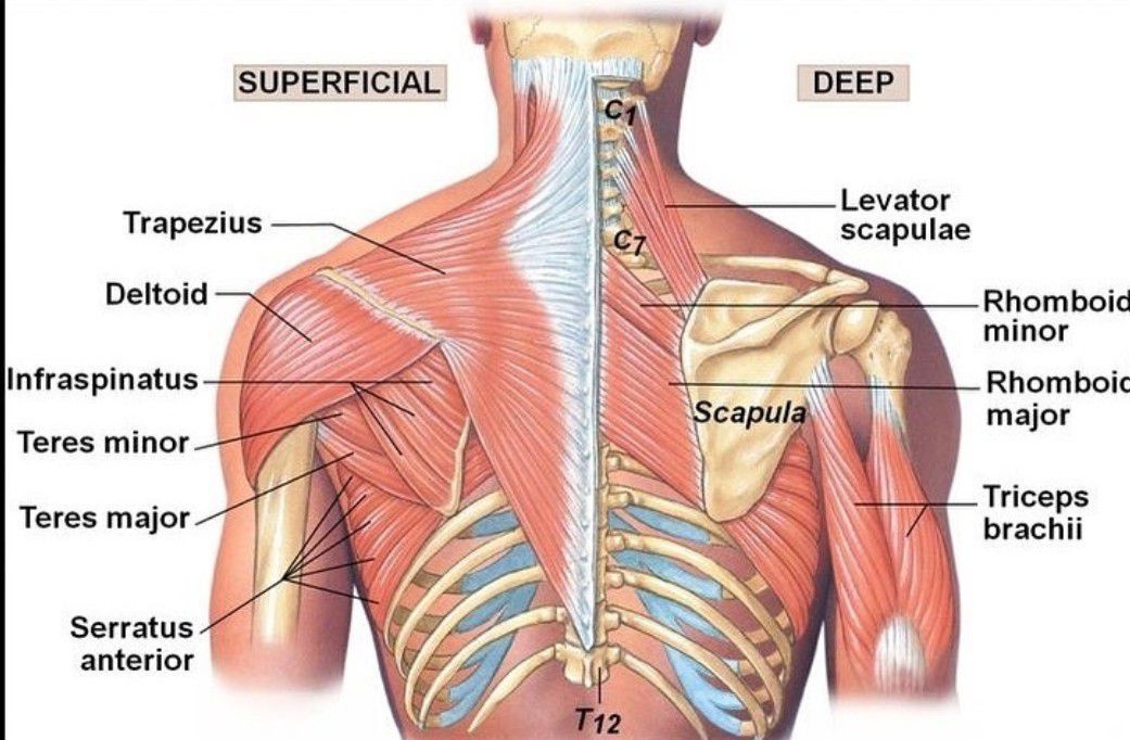 Superficial and Deep Upper Back Muscles - MEDizzy