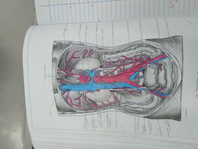 Artwork in anatomy