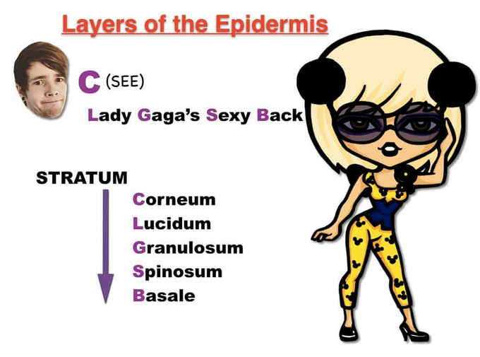 Layers Of Epidermis