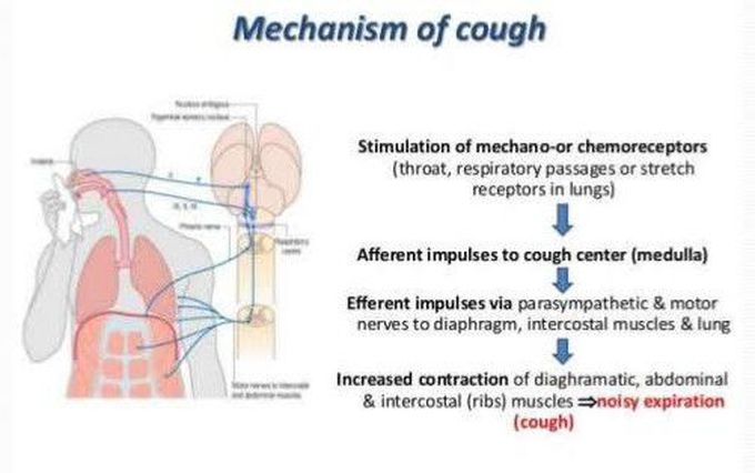 Mechanism of cough