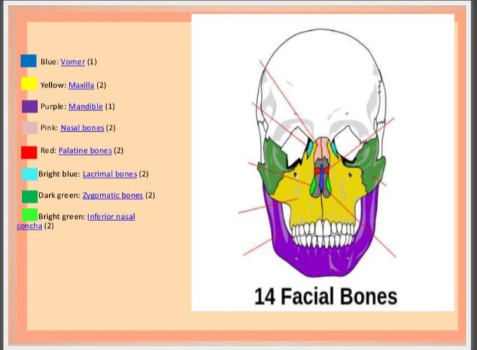 Anatomy of maxillofacial