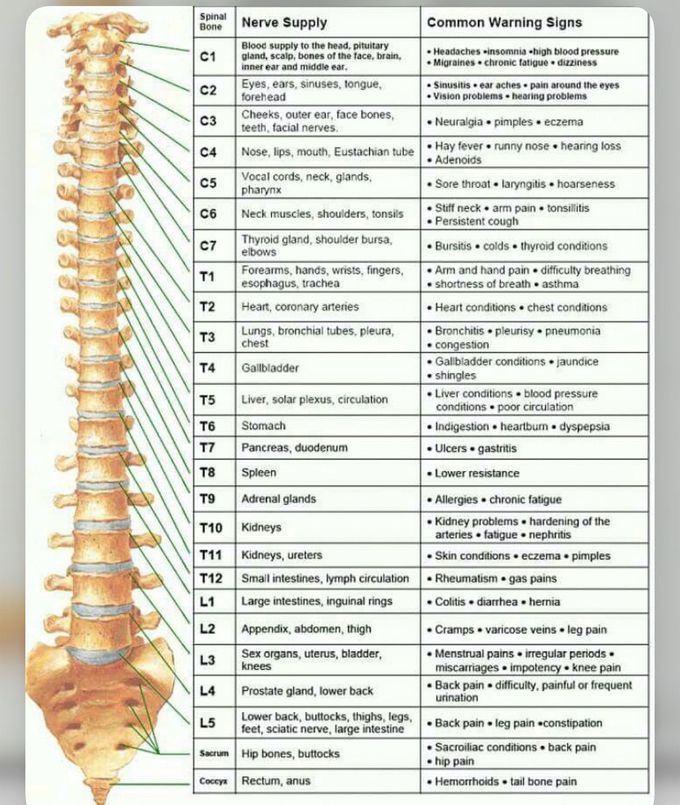 The Nervous System Controls Everything
