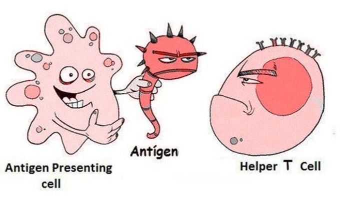 LIKE THIS..... ANTIGEN PRESENTING CELL 😂😂