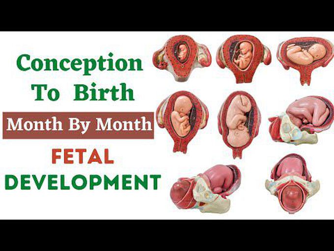 Fetal development (Basic)