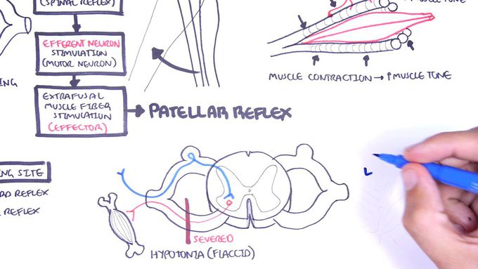 The Reflex arc
