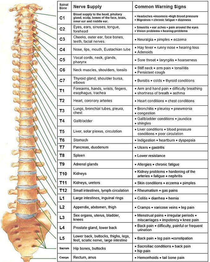 Nerves distribution