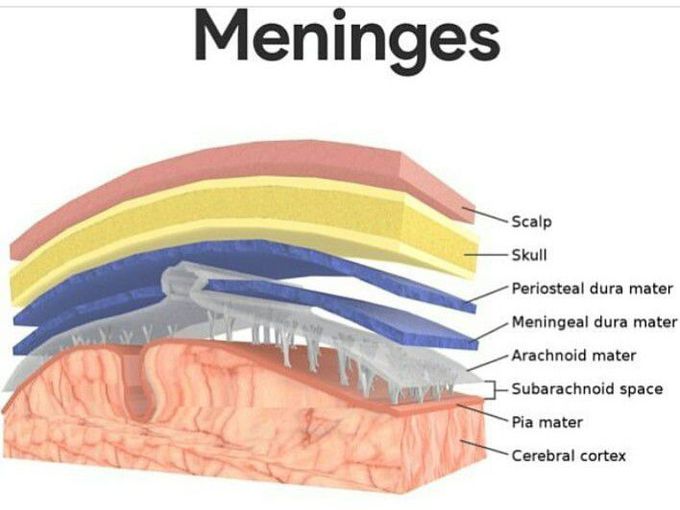 Meninges