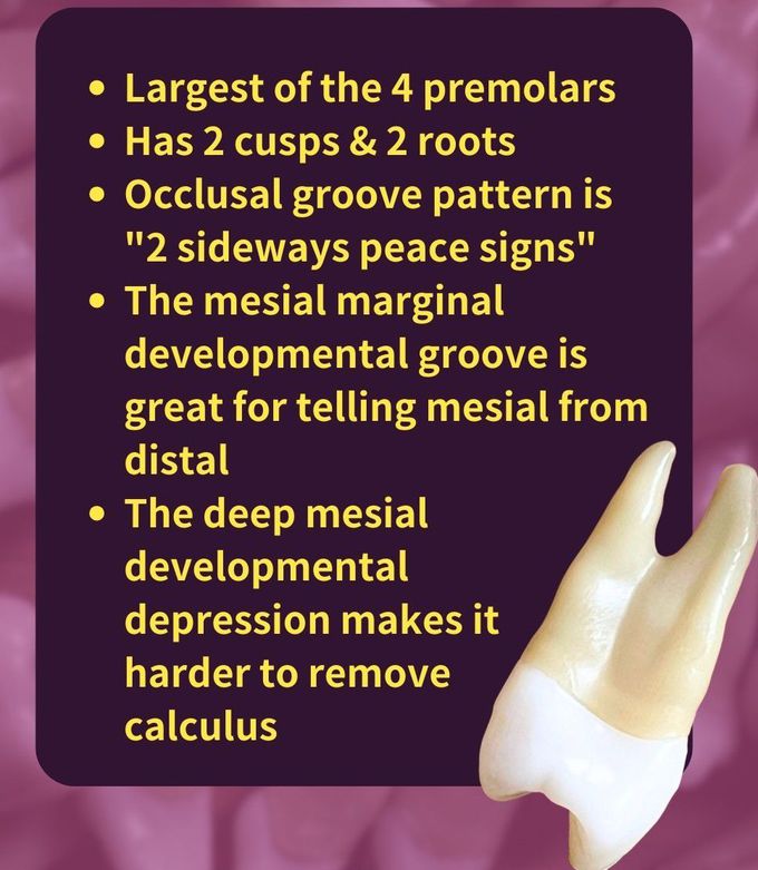 Maxillary First Premolar