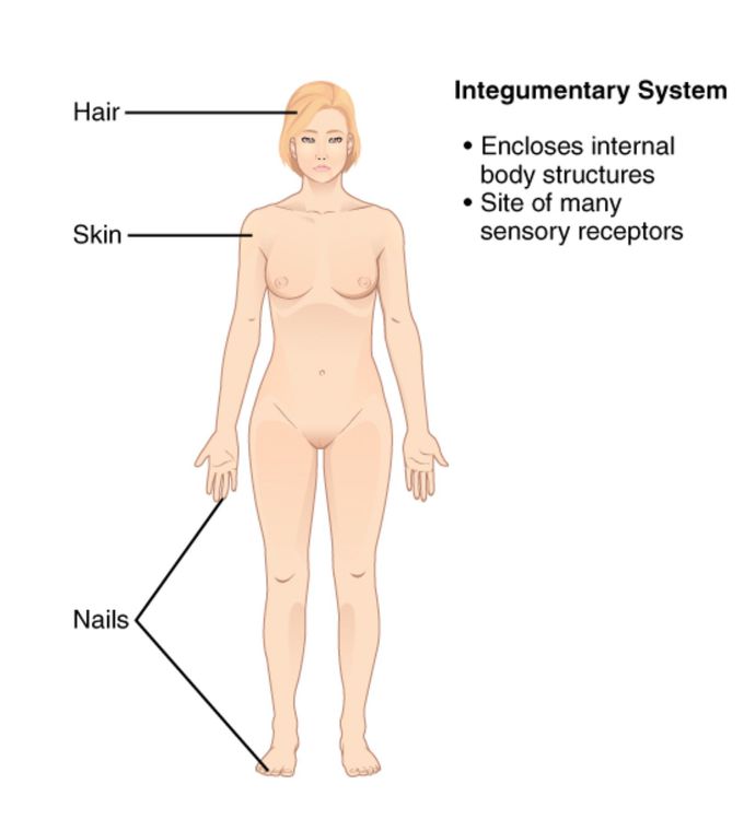 Integumentary