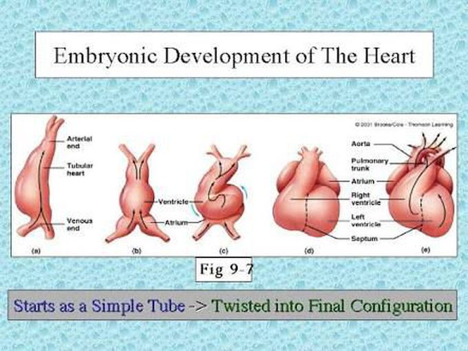 Embryonic Development of Heart.....