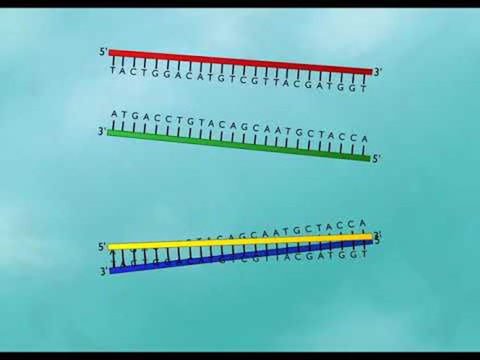 DNA Probe and DNA hybridization- overview