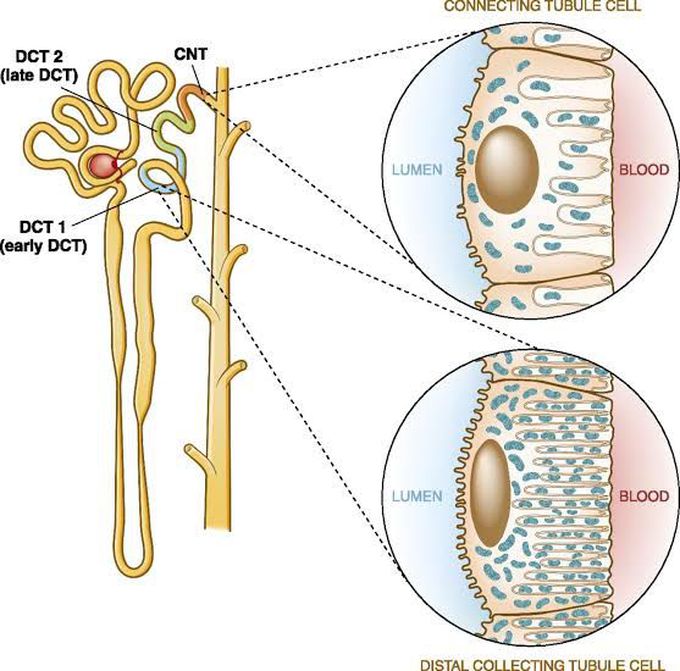 Distal convoluted tubule