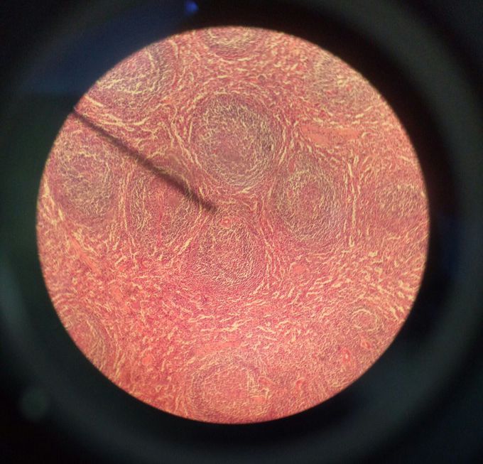 Histology