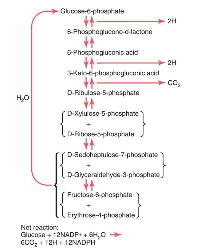 Pentose phosphate pathway