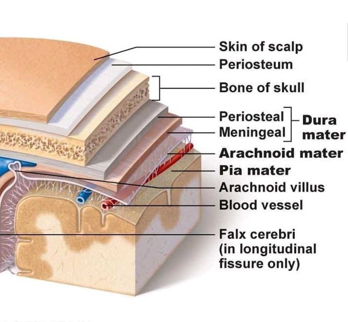 Meninges of brain