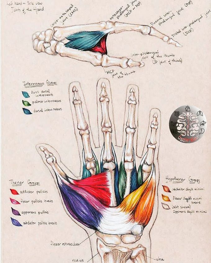 Muscle of the hand drow by me..😍