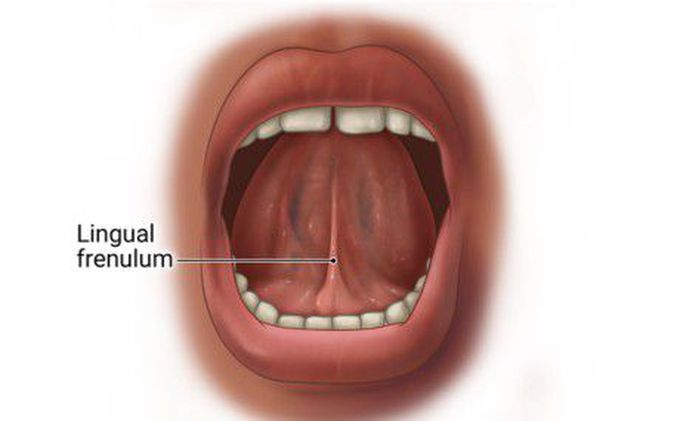 Lingual frenulum