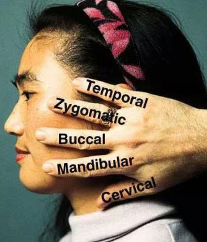 Branches of facial nerve