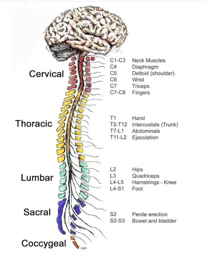 Vertebrae