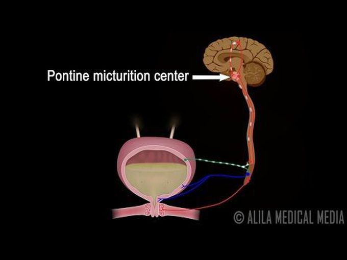 The Neural Control of Urination