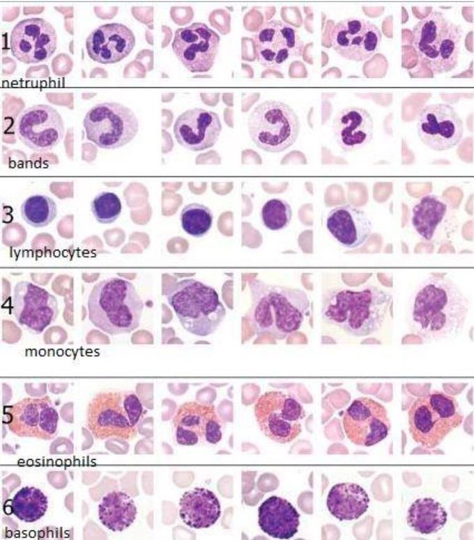 atlas of white blood cells