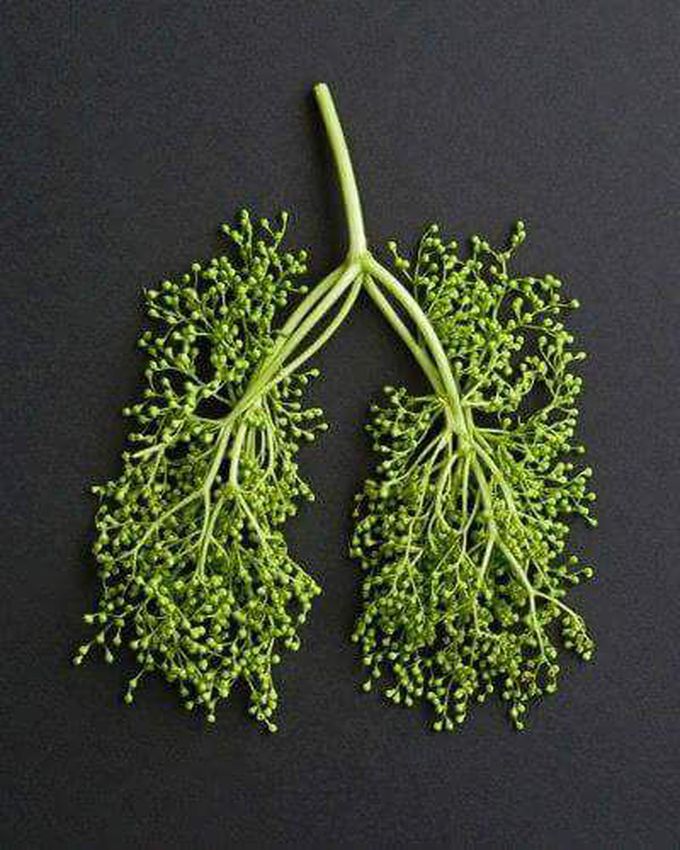 Wao Lungs...Alveoli👏👏