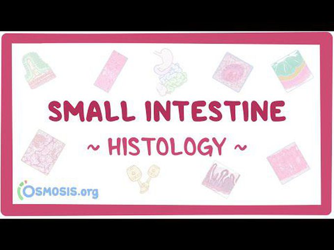 Small intestine: Histology