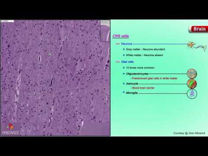 Brain Tissue Histology-Made Easy