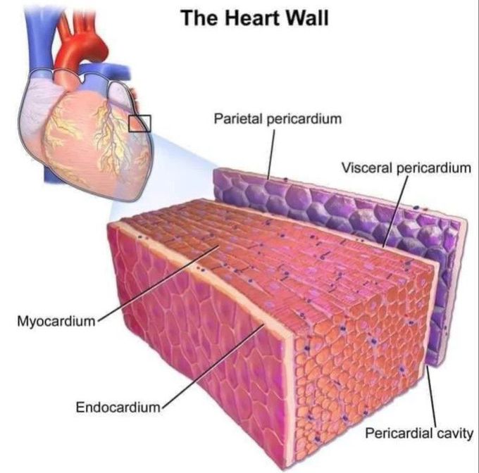 The wall of heart
