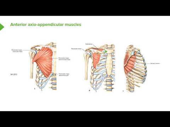 Muscles of the Shoulder- Anterior Axio-appendicular Group