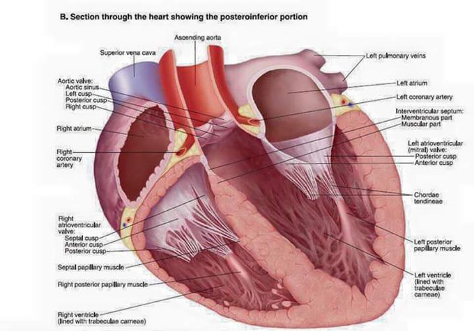 Section through the Heart showing the postorinferior portion
