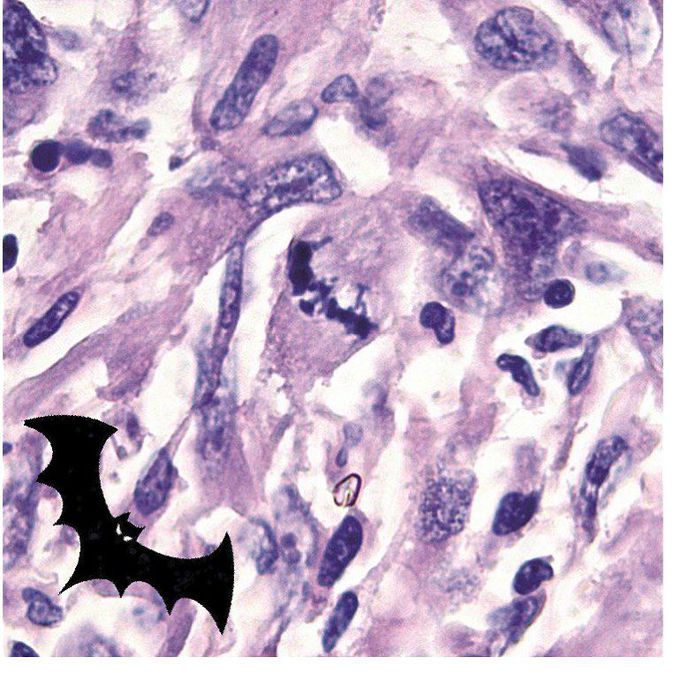 Bat mitosis