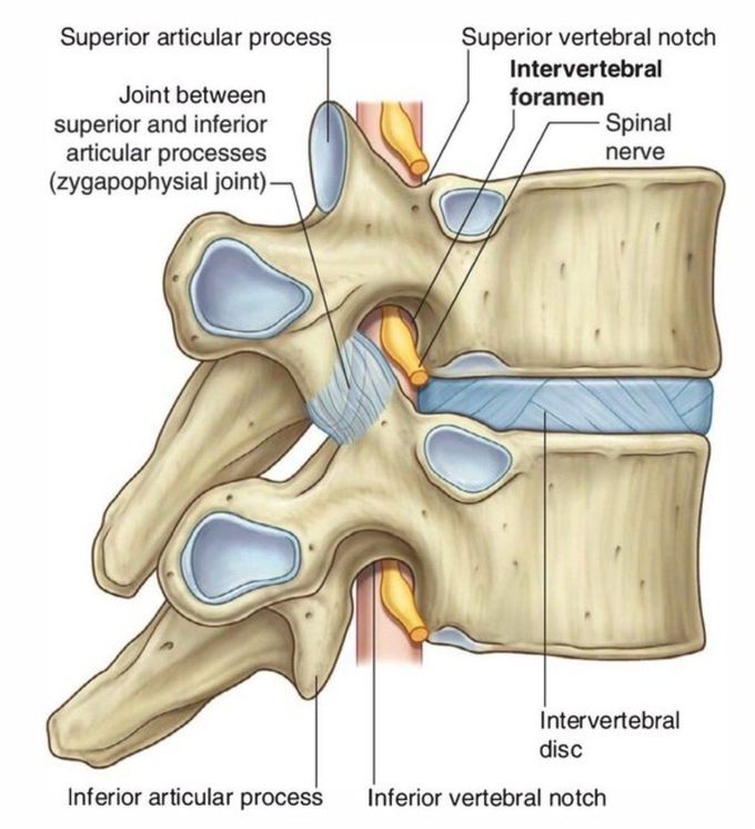 Intervertebral foramen 😍❤