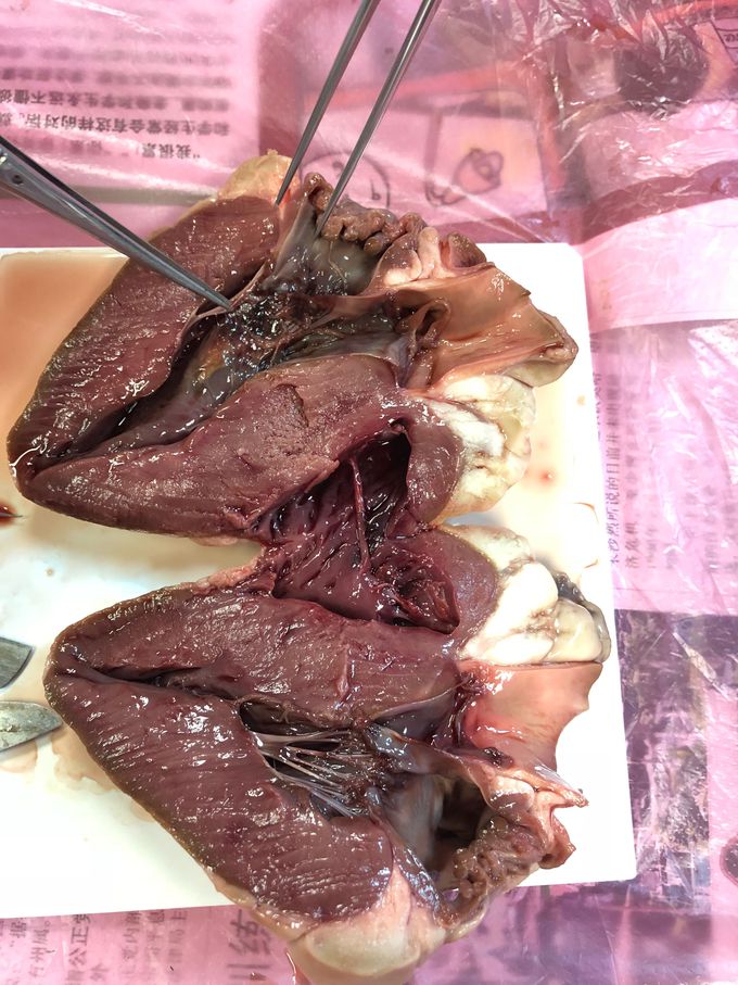 Dissection of sheep heart