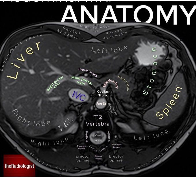 Abdominal Anatomy