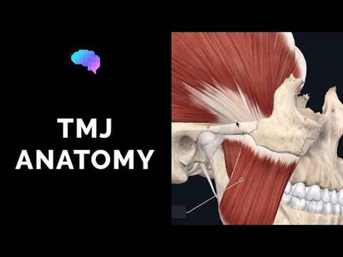 Temporomandibular joint: A detailed 3D anatomy tutorial