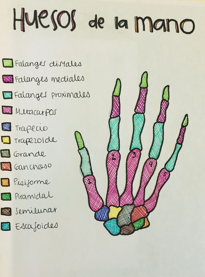 Hands bones