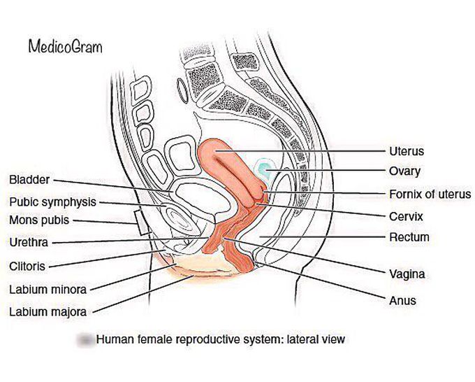 female reproductive organ side view