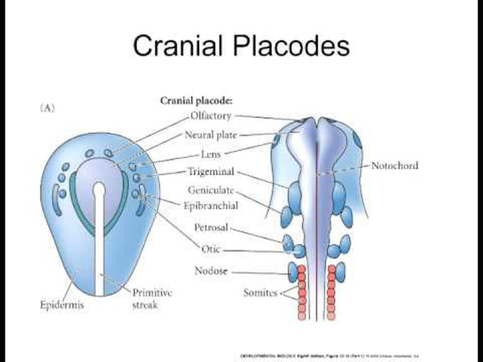 Cranial Placodes